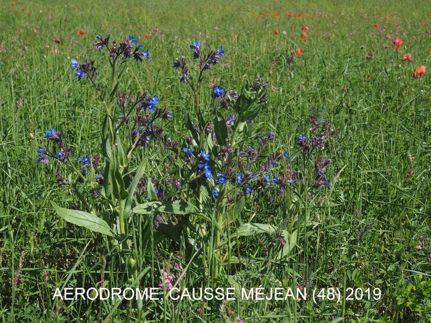 Bugloss, Italian plant